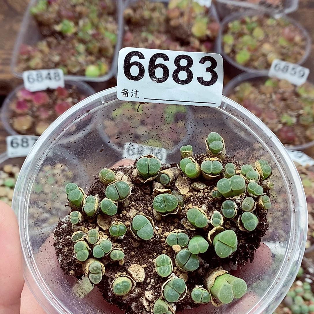 6683极窗啊啊啊啊啊啊