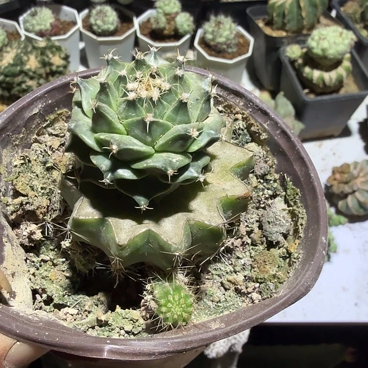 绿地管草球苗姐仙人球