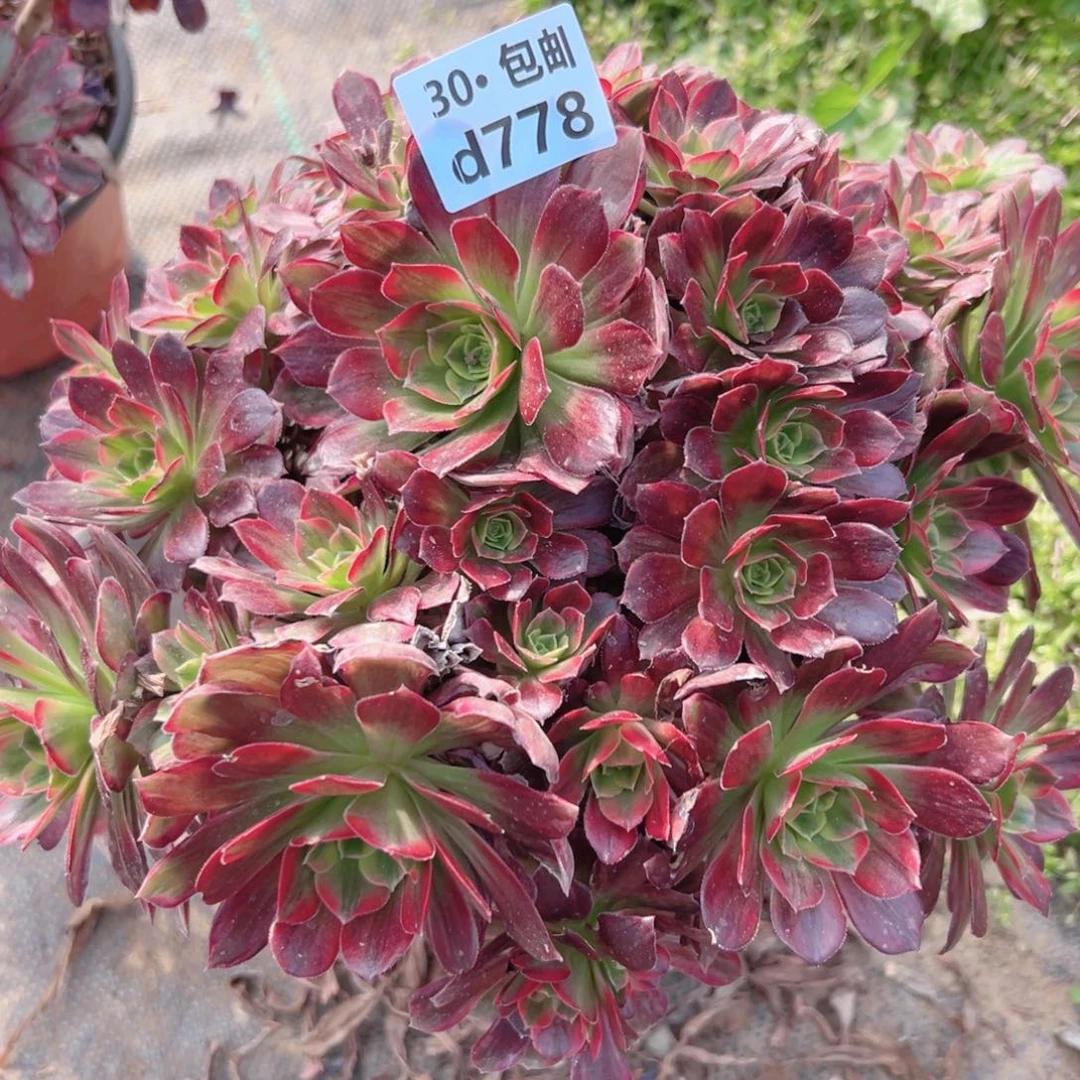 778安娜多肉法师