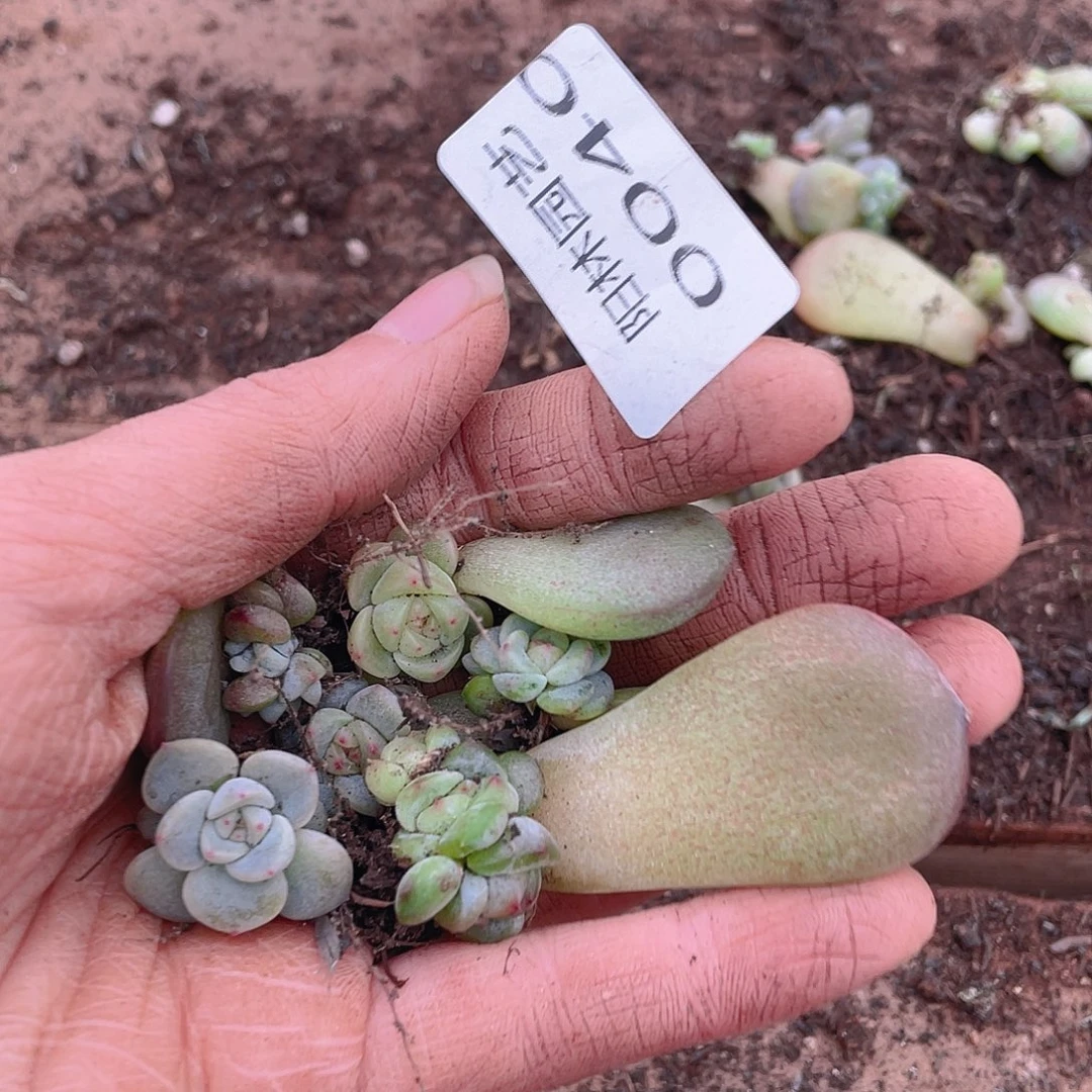 多肉植物多肉植物40