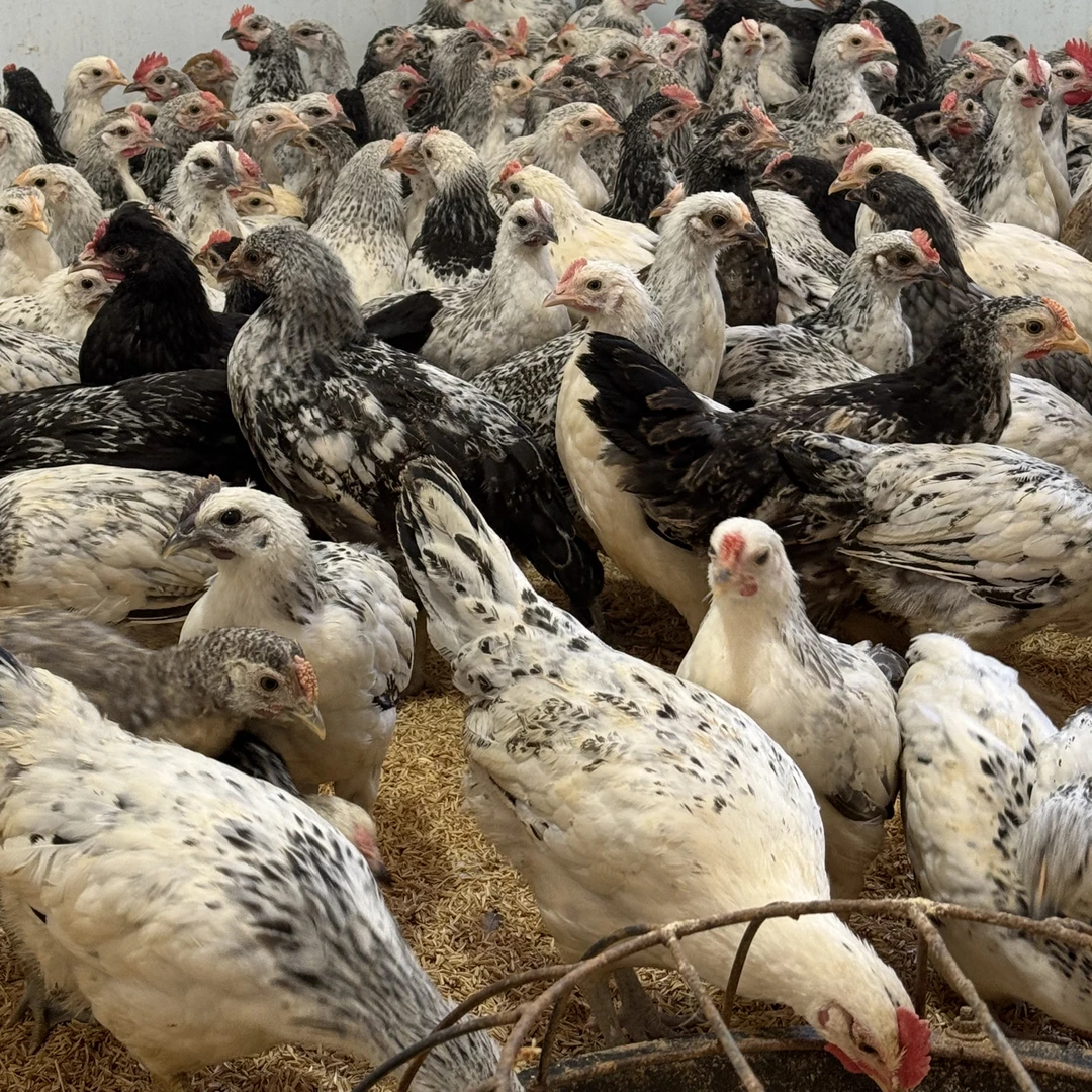 小郑家的鸡  湖南散养 鹊山鸡 童子鸡
