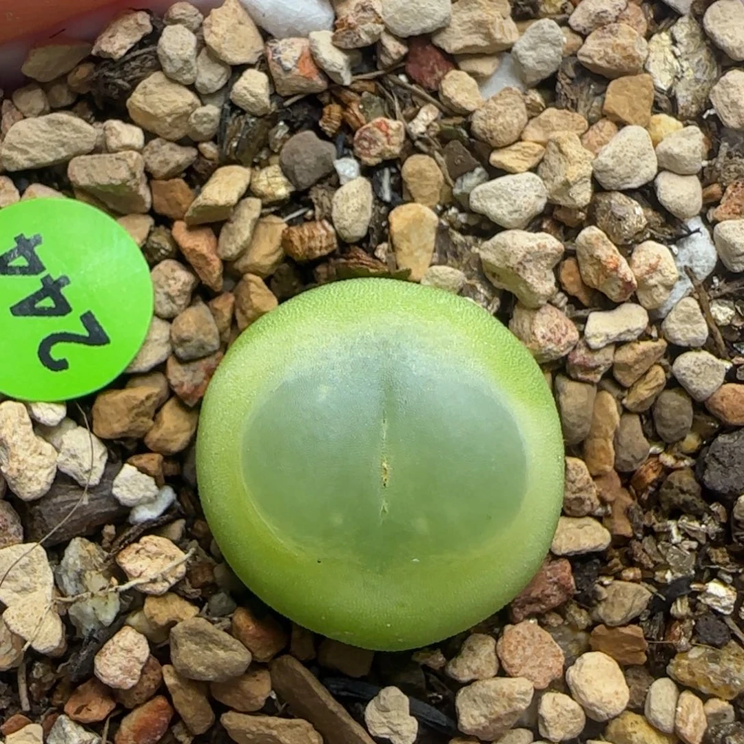 拉登1.7+多肉植物244
