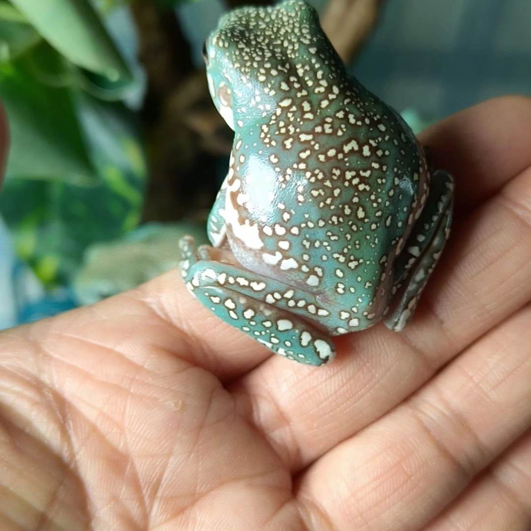 老爷树蛙花边肚皮暴雪
