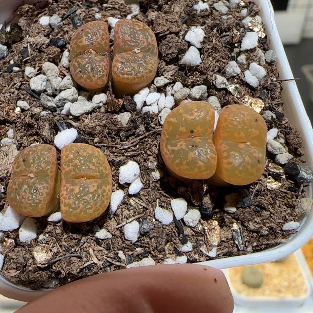 肉锥多肉植物百科-6km泡泡勋一盆1529