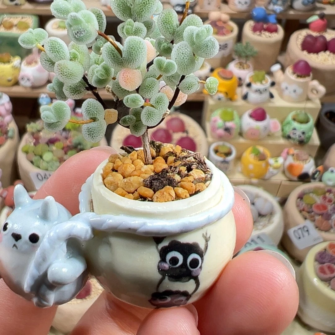 淦*多肉植物91号枝干