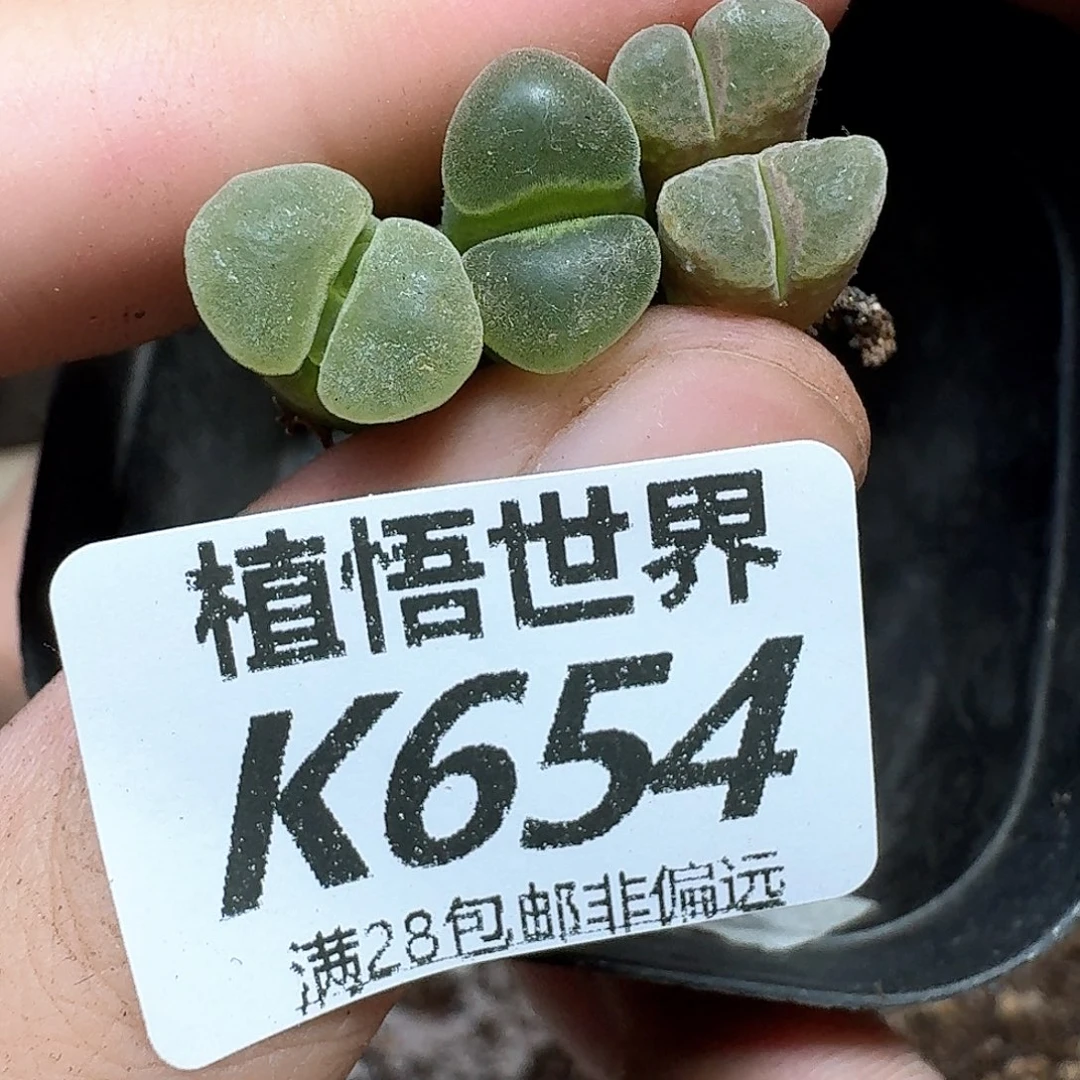 多肉植物的润泽动作