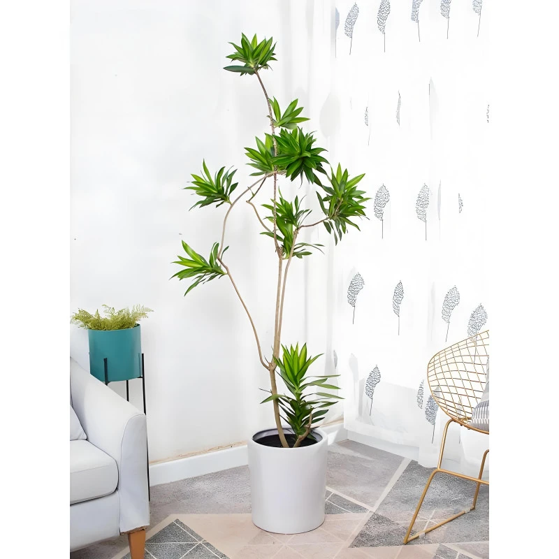 金心百合竹大盆栽室内大绿植吸甲醛绿植净化空气美化环境一物一拍