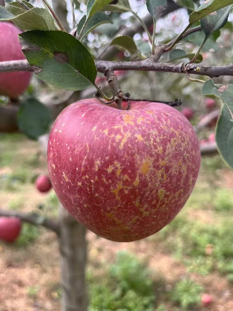 （2025）正宗云南昭通丑苹果现摘现发冰糖心脆甜多汁