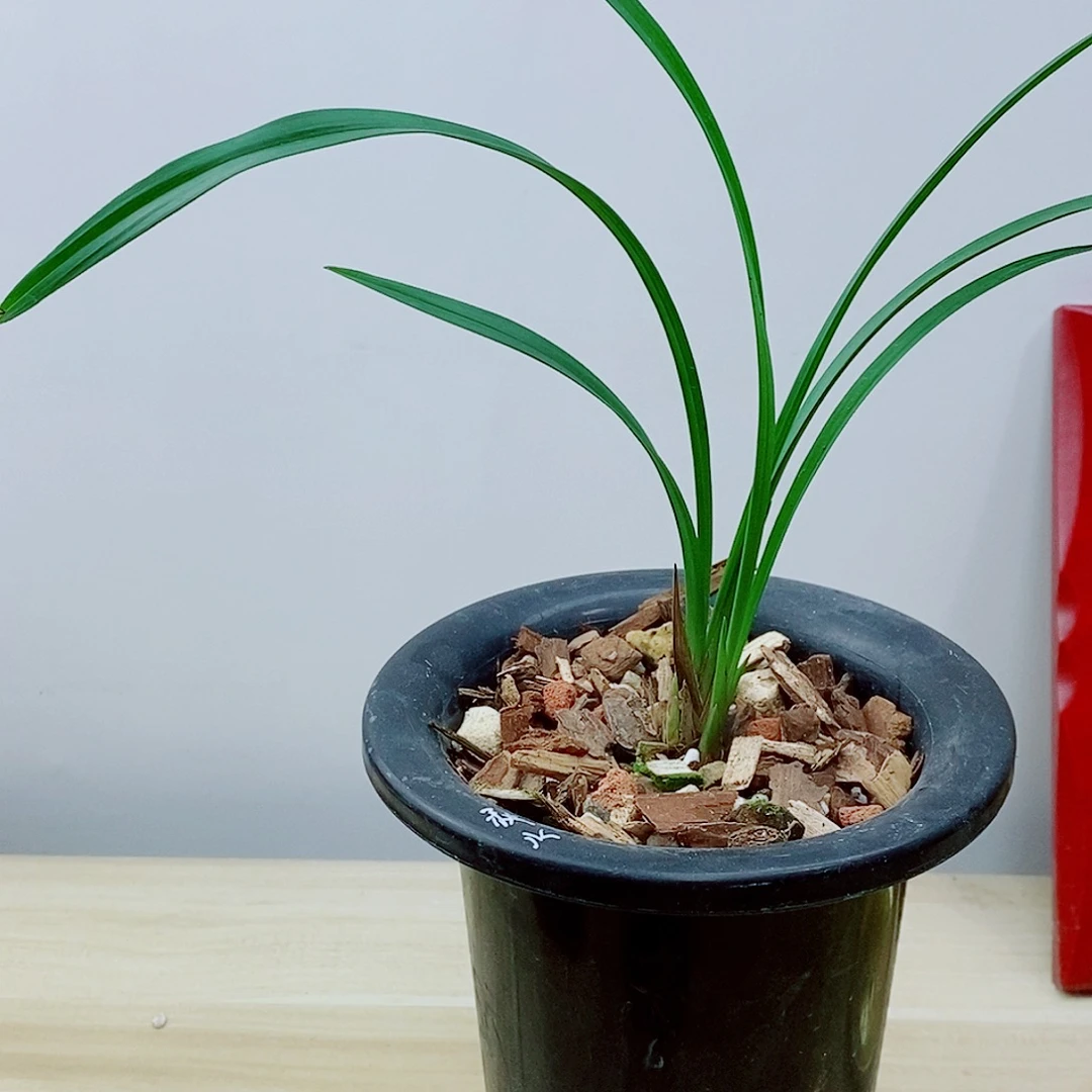 当前无花栽培后可以开花秋