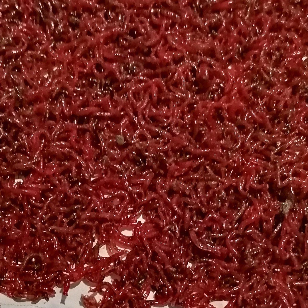 天津大号公红虫红虫活体活饵拉饵用于野钓黑坑冬季钓鱼红虫活饵