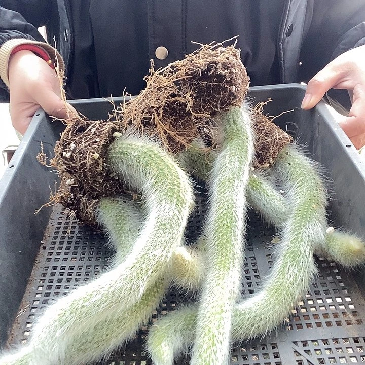 6颗九尾狐，脱土发货