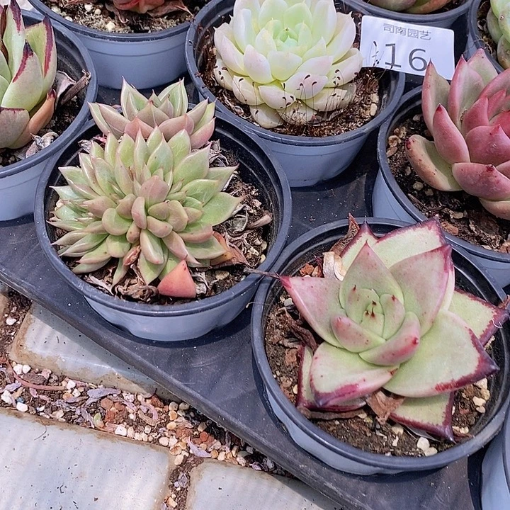 16 多肉植物盆栽花卉植物