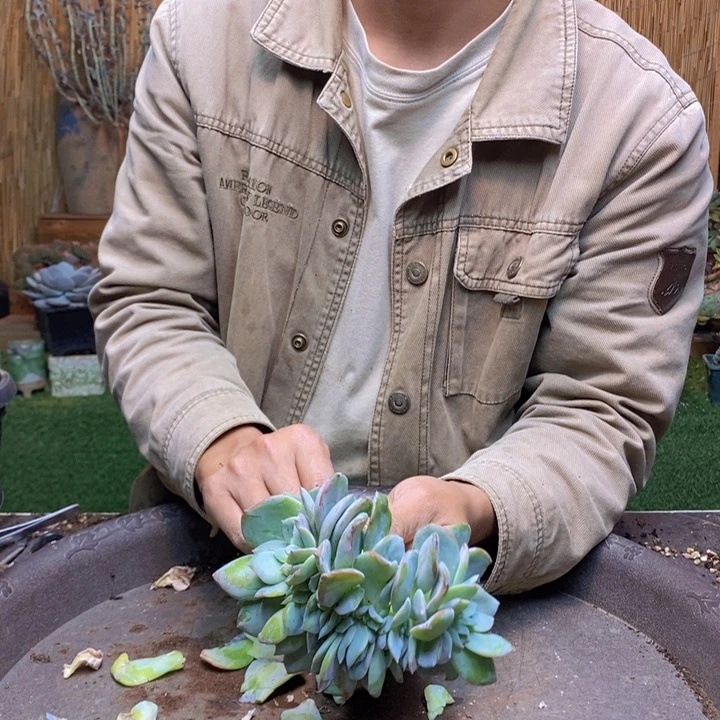成***凡165号凤缀化多肉植物