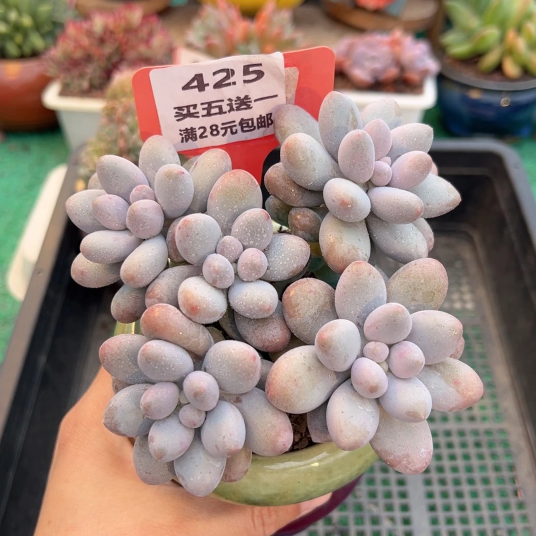 表妹精品多肉植物425.