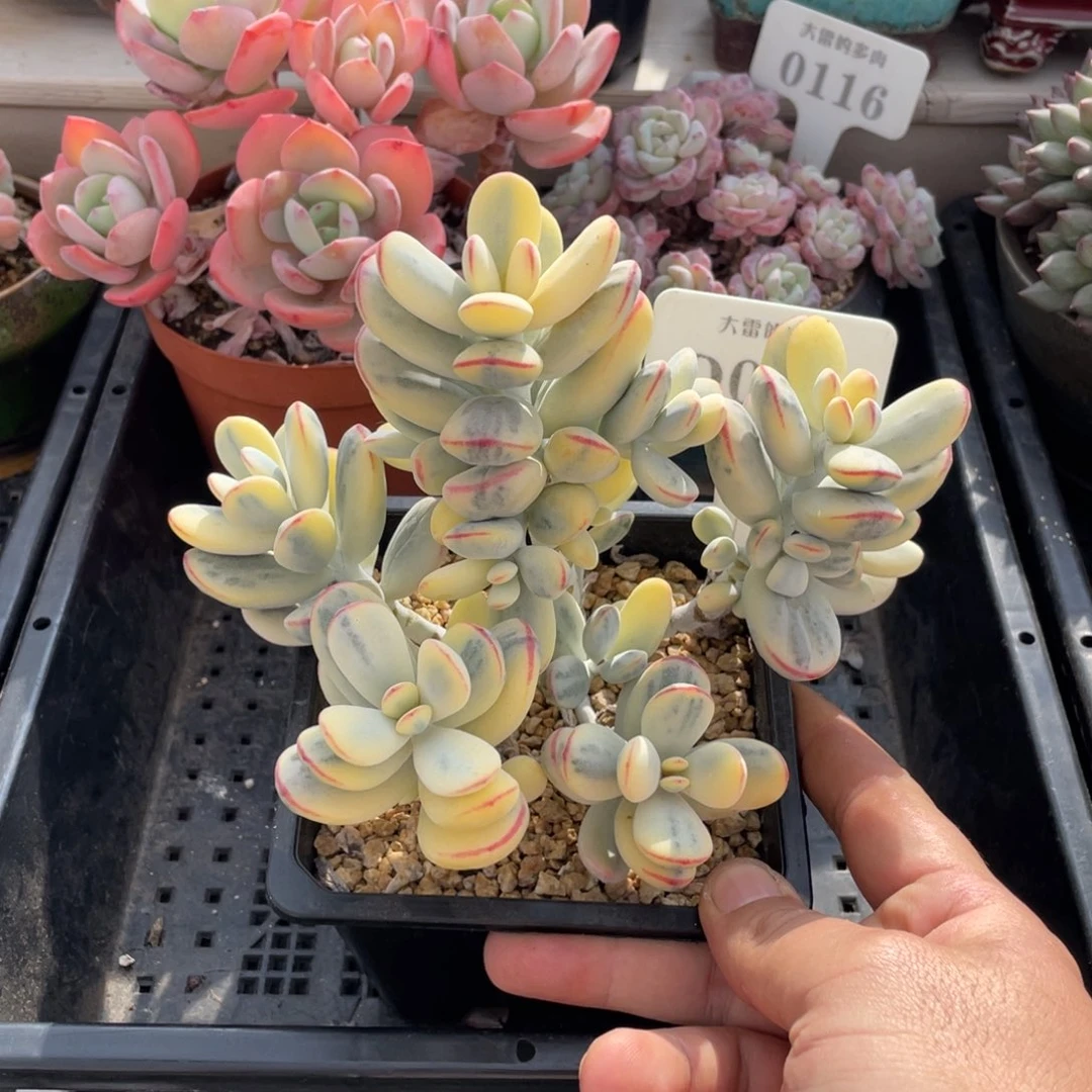 067福娘锦不带盆15厘米