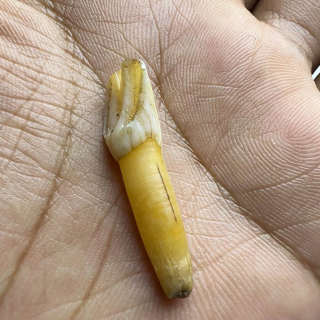 【闪购商品】扎西德勒