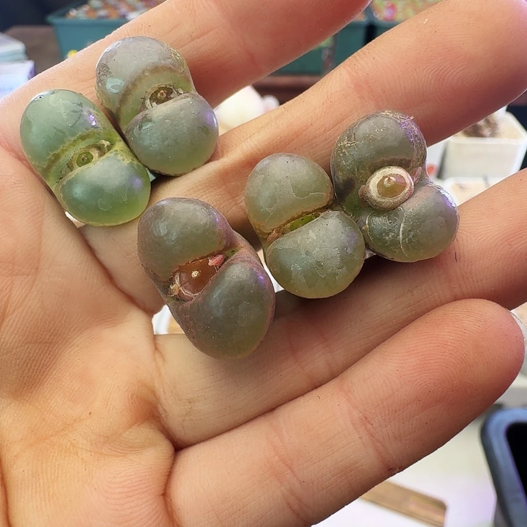 多肉植物宽透窗选拔紫罗兰风铃25