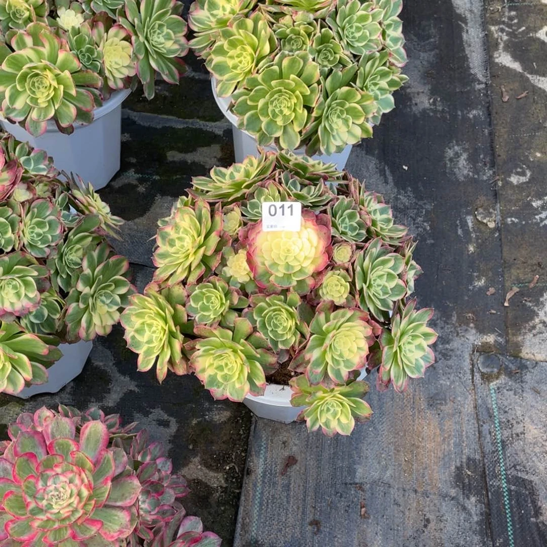 海王老桩法师植物