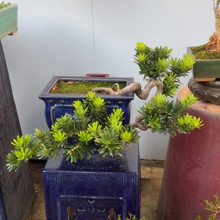 木***易无花朵高端精品罗汉松盆景