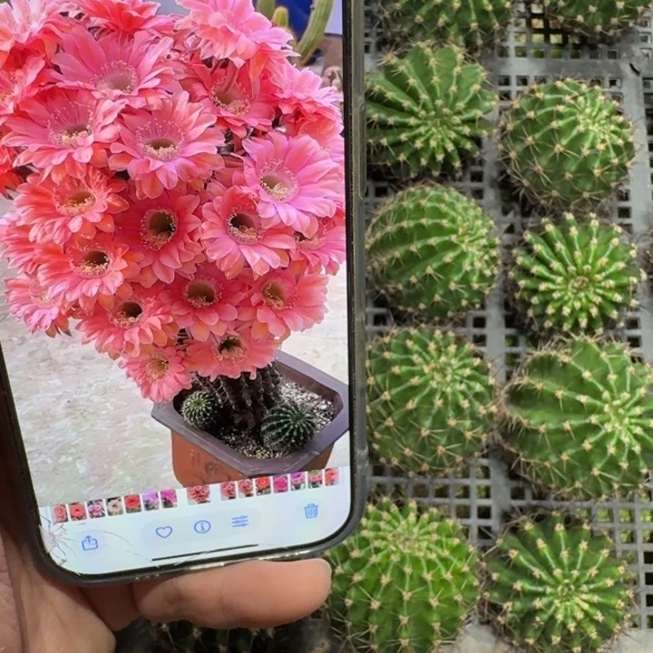 337彩草遐想歪无根侧牙4公分左右，20包邮