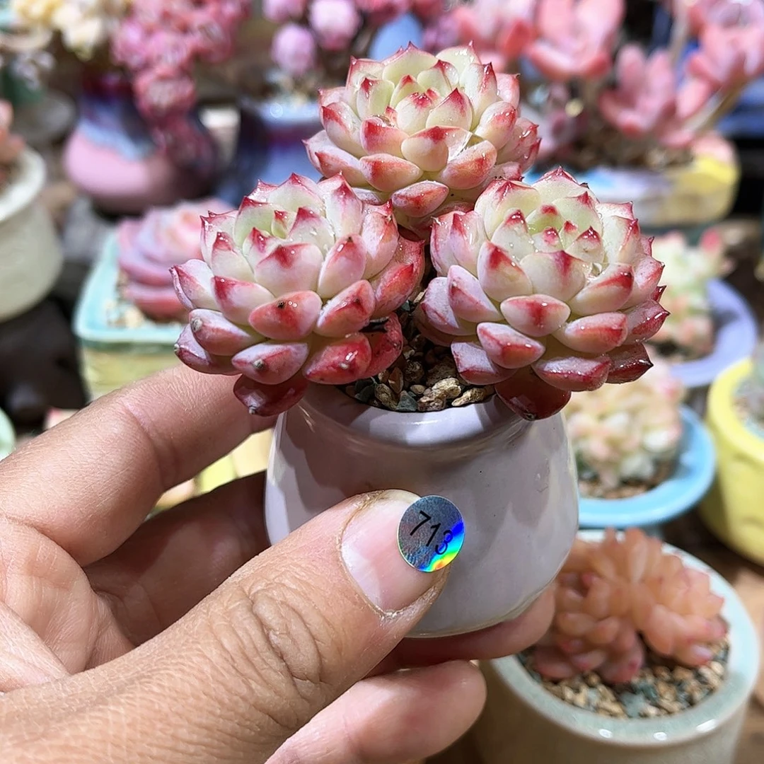 熊猫脸 含盆含土发货 30包邮偏远除外