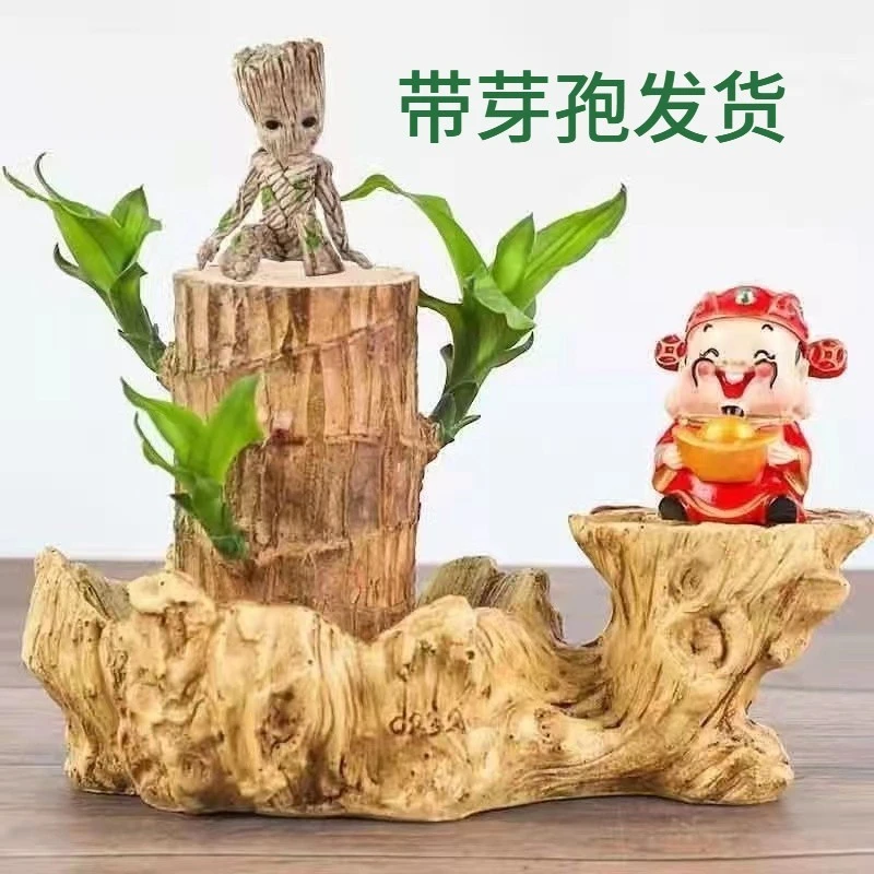 巴西木格鲁特水培养幸运木带芽开花办公桌面小盆栽易活室内绿植物