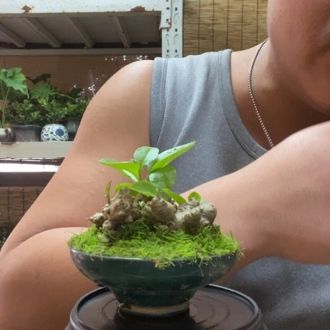 红陶一物一拍所见即所得33