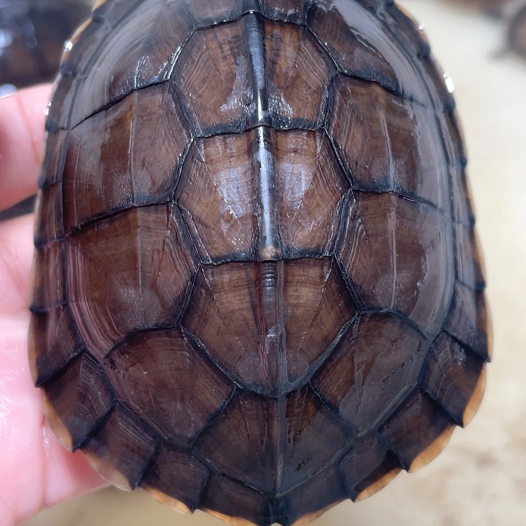 宠物龟不分公母大青