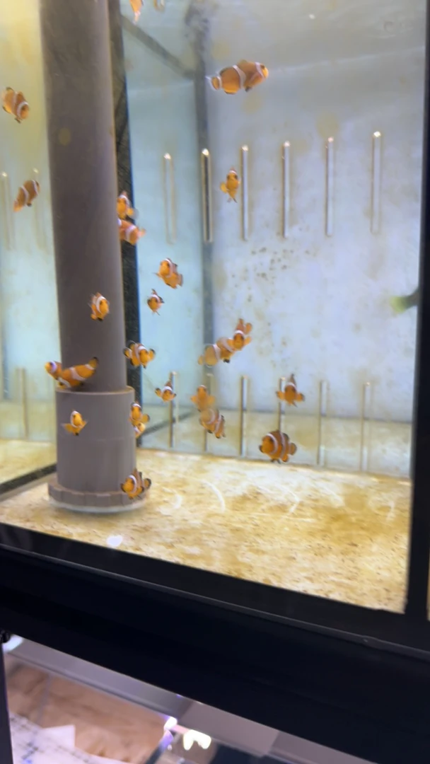 xiuxiu专属海水鱼四对120