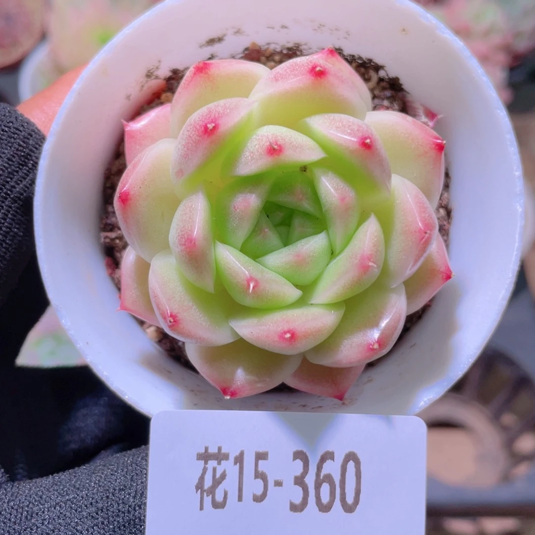 花利美15-360麦秆