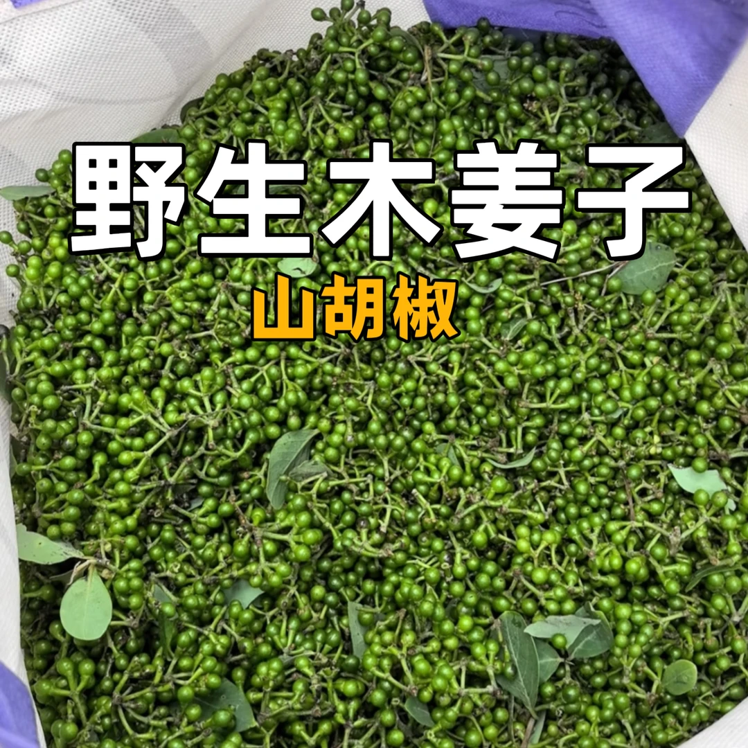 顺丰包邮贵州现摘新鲜山胡椒木姜子山苍子调味料可做下饭菜原料