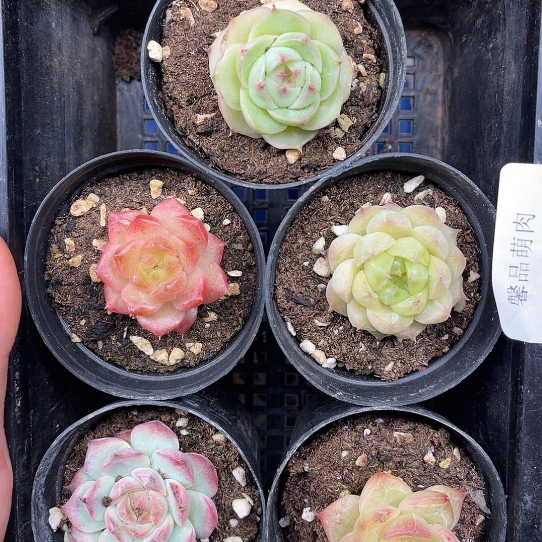 追***.多肉一物一拍25-42