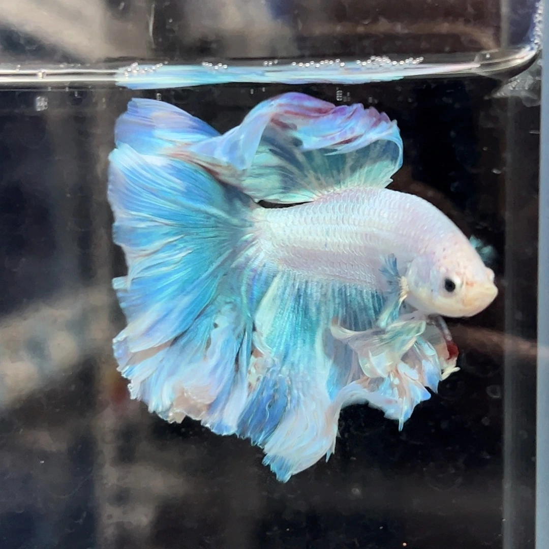 斗鱼1号超大体粉蓝色花瓣
