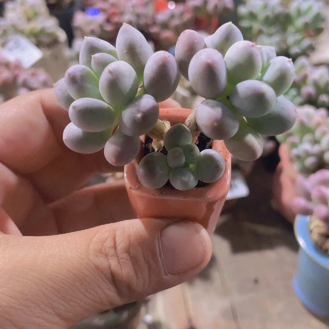 玺***）多肉植物多肉植物