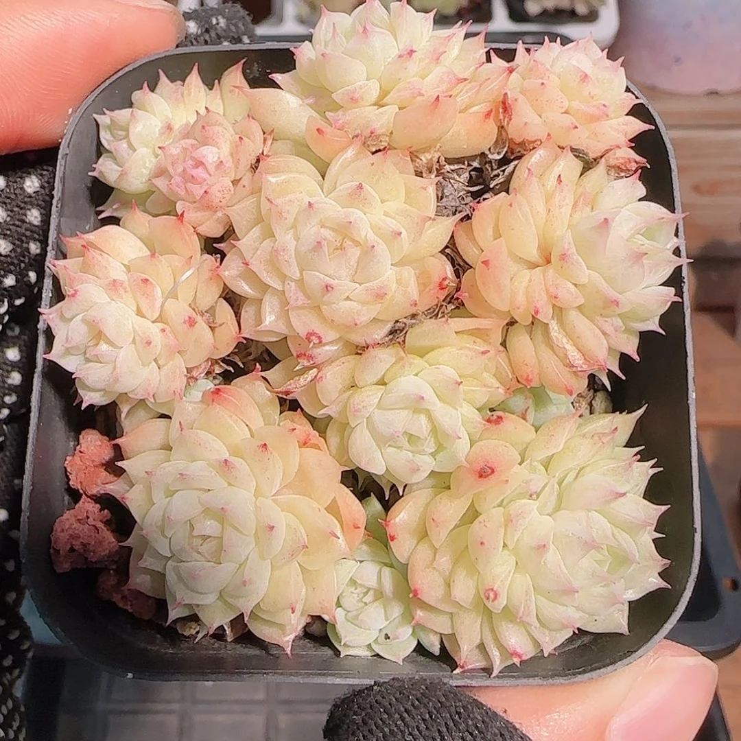 多肉1030--137麦秆群