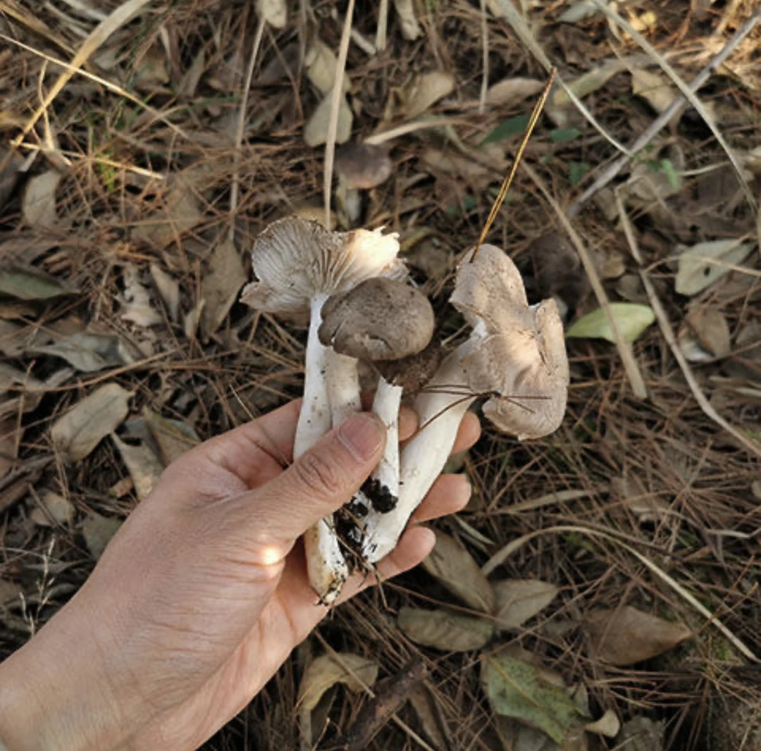 贵州野生茅草菌顺丰空运包邮