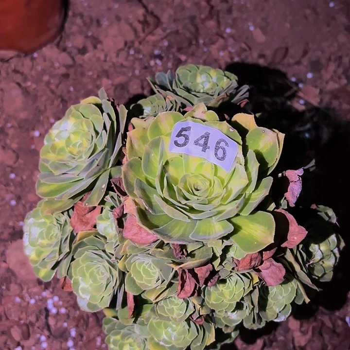 546夜光杯多肉植物不售后