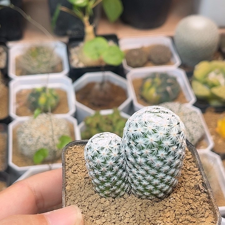 无花朵双头实生白鸟4cm+