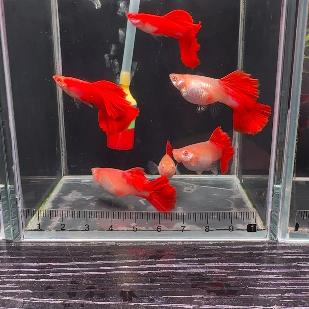 孔雀鱼台系4母2公