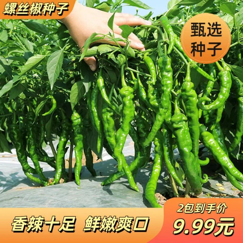 螺丝椒种子香辣早熟抗病薄皮尖椒超辣庭院阳台四季盆栽辣椒籽