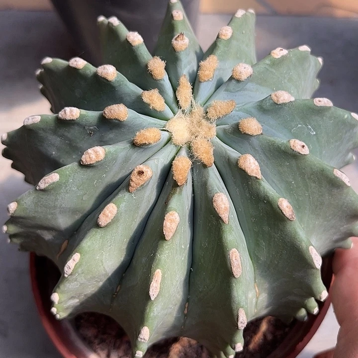 无花朵无刺王冠龙
