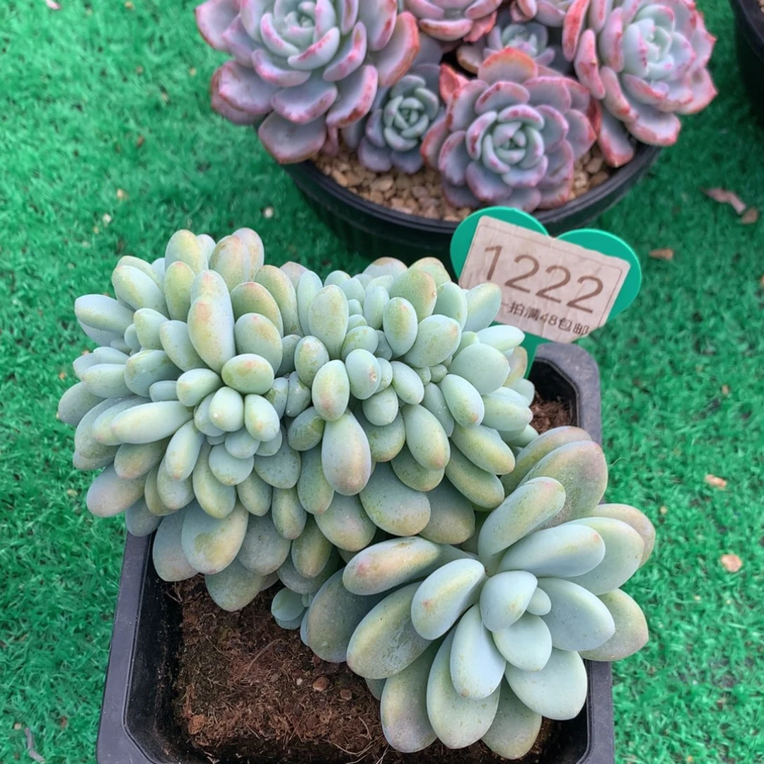 洛神缀化一物一拍1222