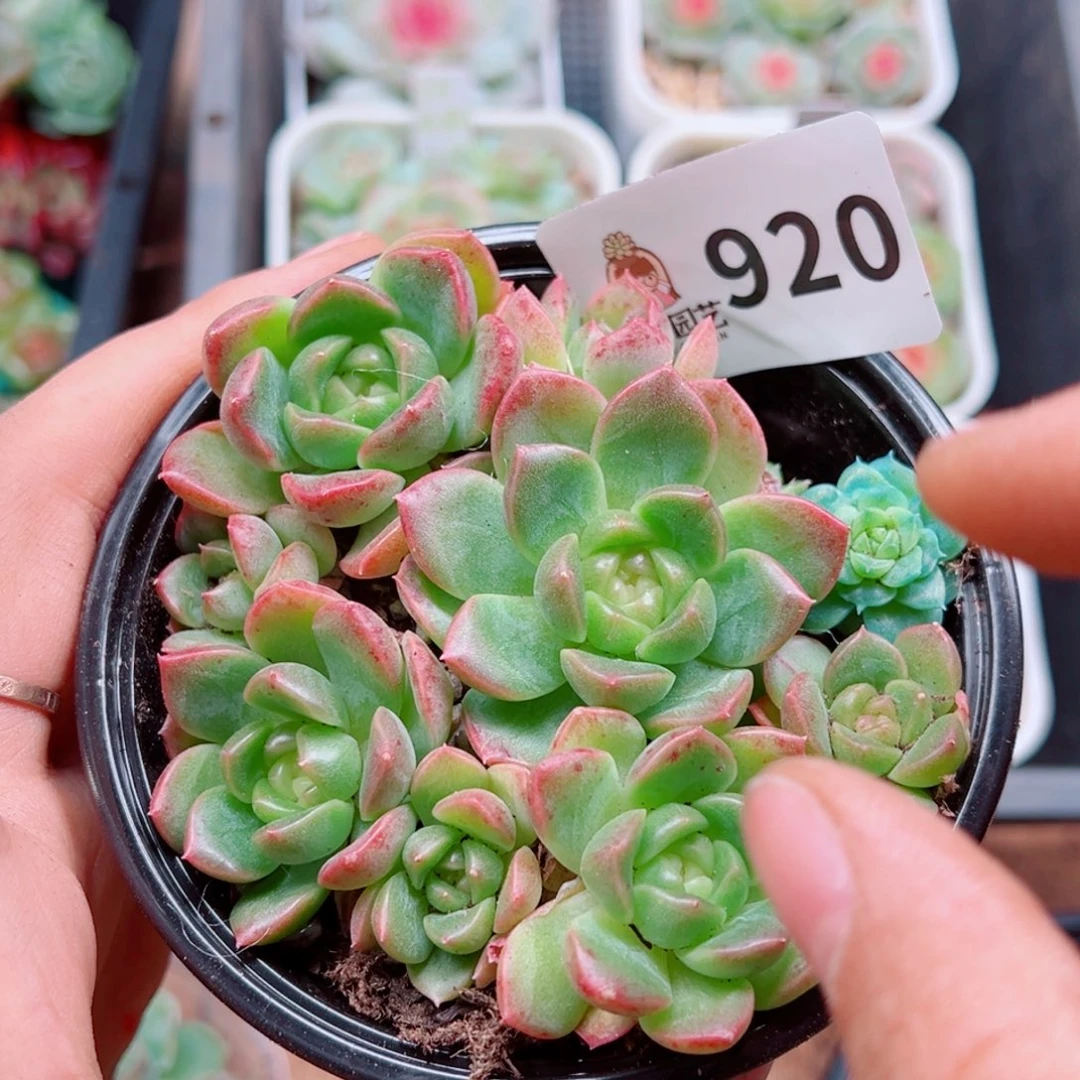 多肉植物多肉植物