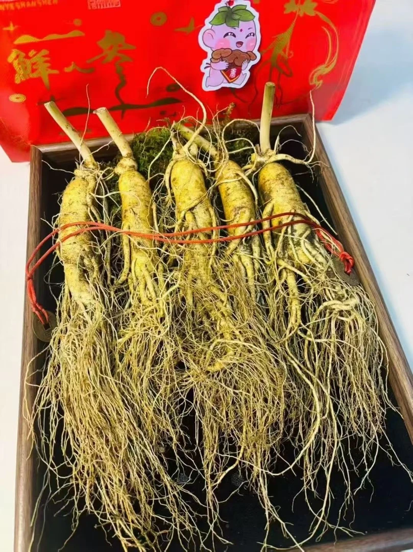 长白山鲜人参长白山现挖新鲜用于泡酒煲汤精品鲜参带礼盒带青苔