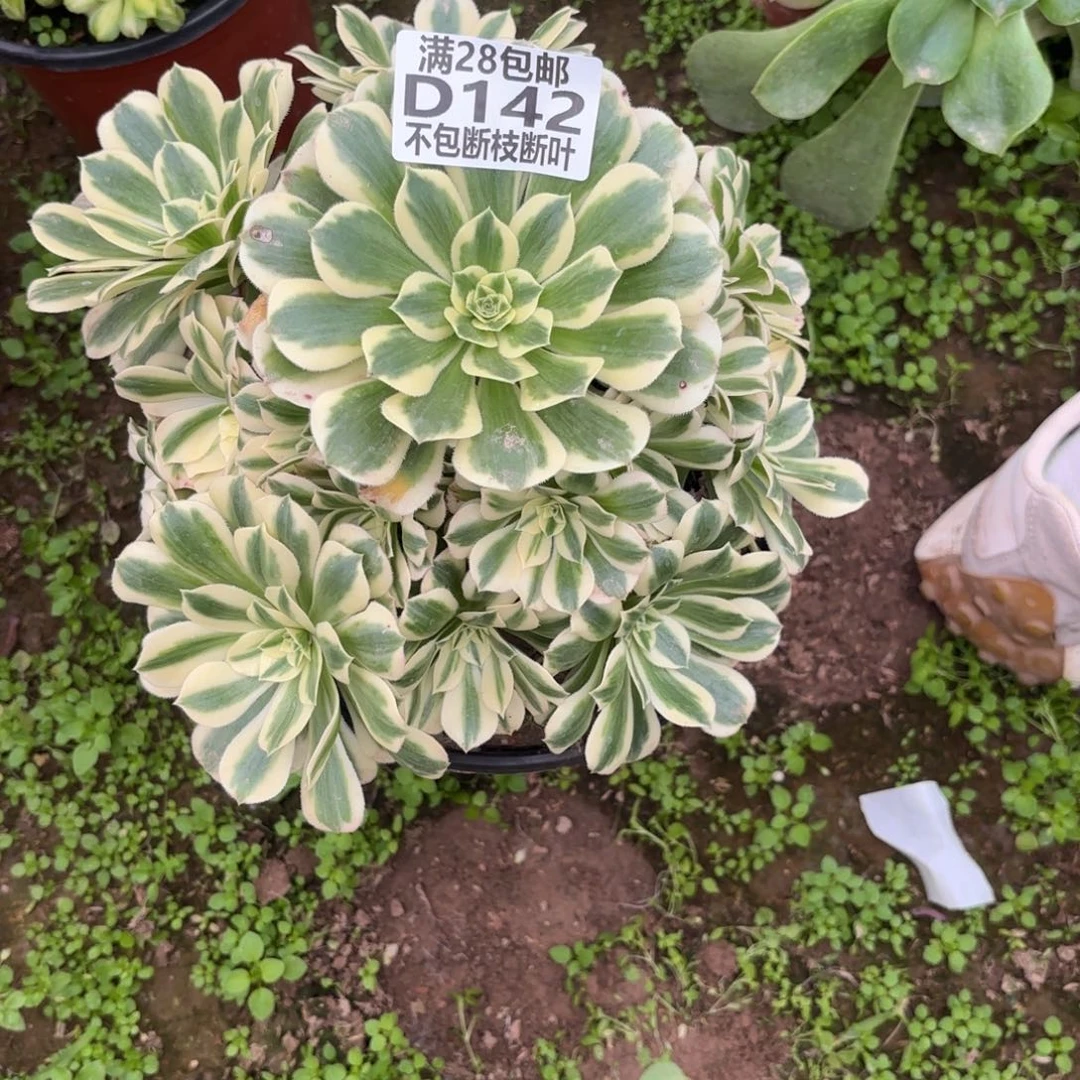 F. 142迈巴赫多肉1。ad