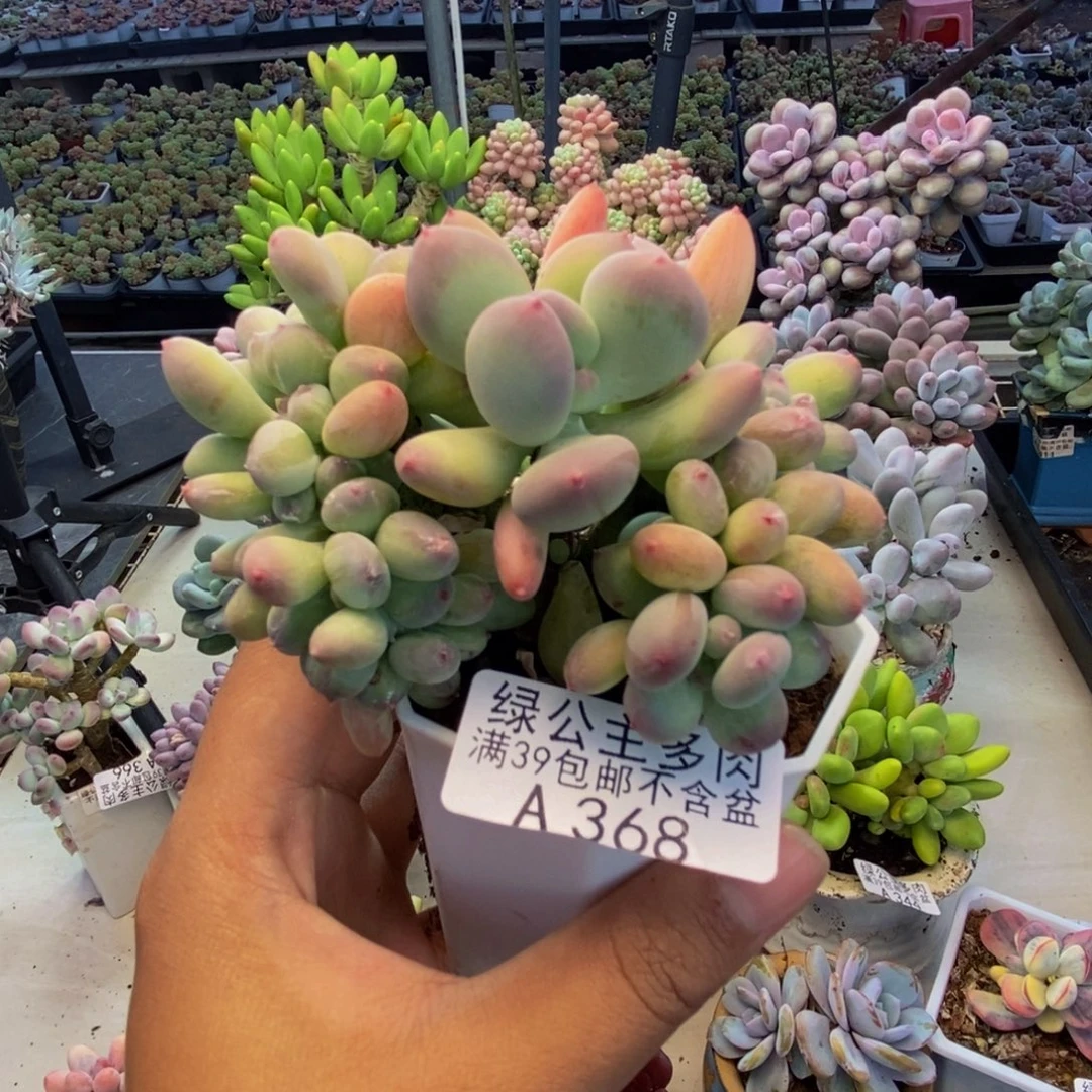 368苹果奶四代缀7cm