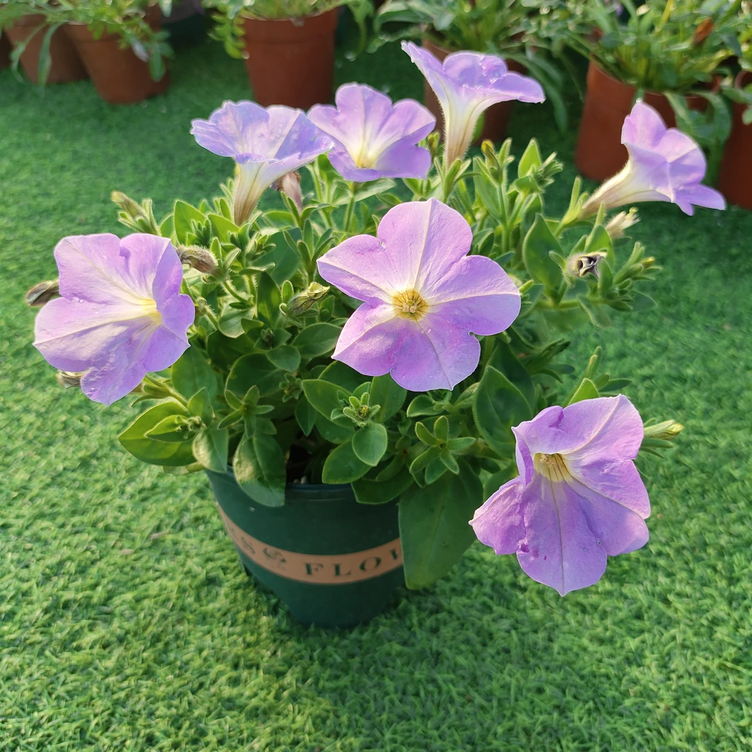 中大苗矮牵牛小玲舞春花花苗盆栽阳台庭院好养四季开