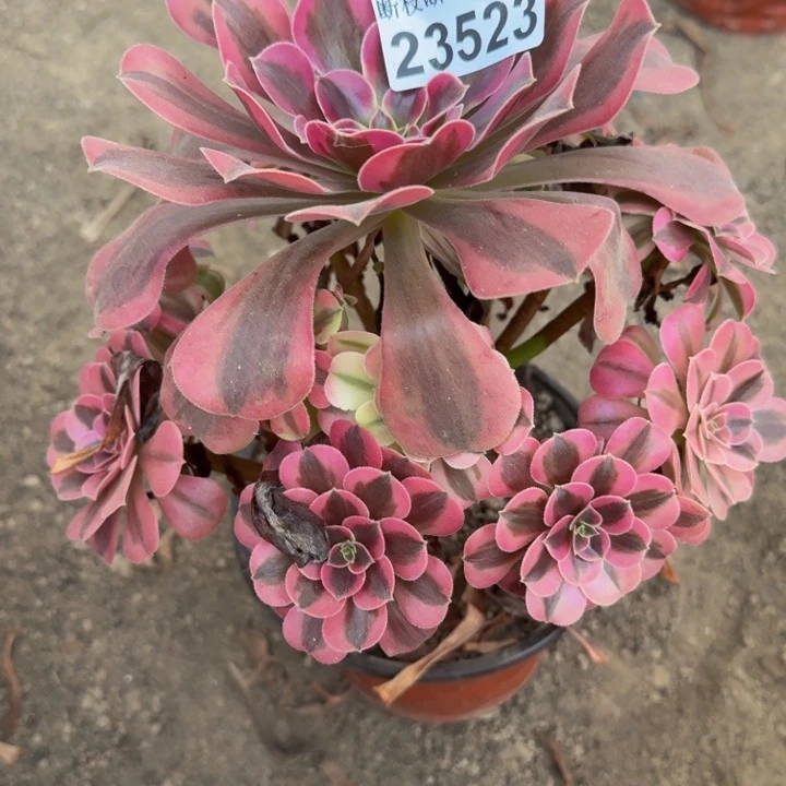 23523南美杜莎多肉植物