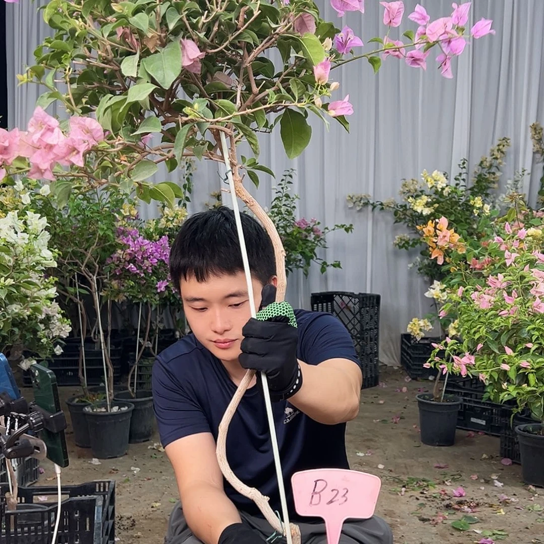 山***香大部分花苞少量开放B23巴西紫