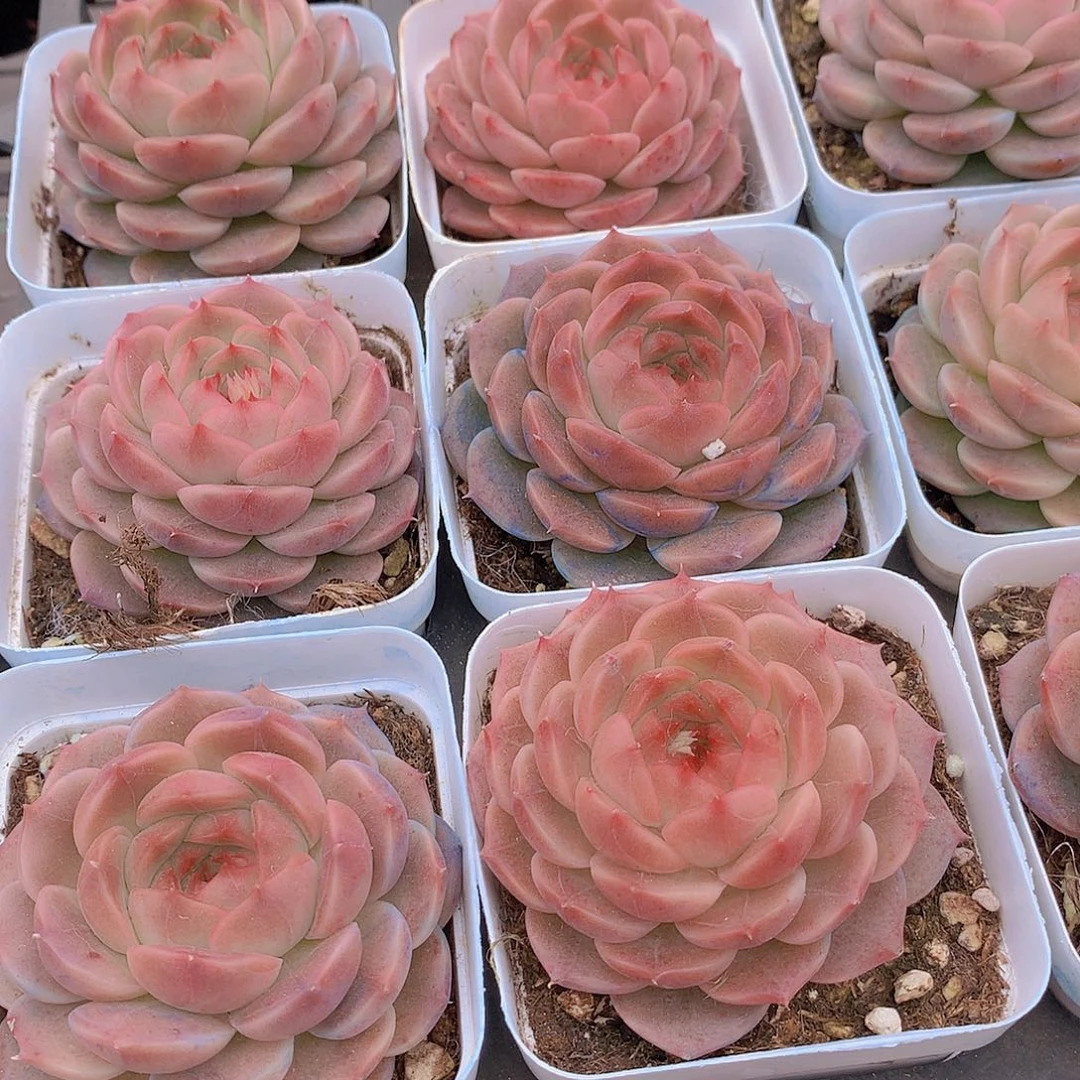 墨玉245678889999000